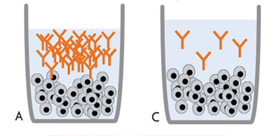 cell_line_developement