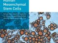 [브로셔] Mesenchymal Stem Cell